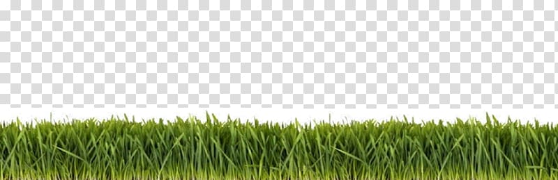 Chinese herbology Lawn, Ground grass transparent background PNG clipart