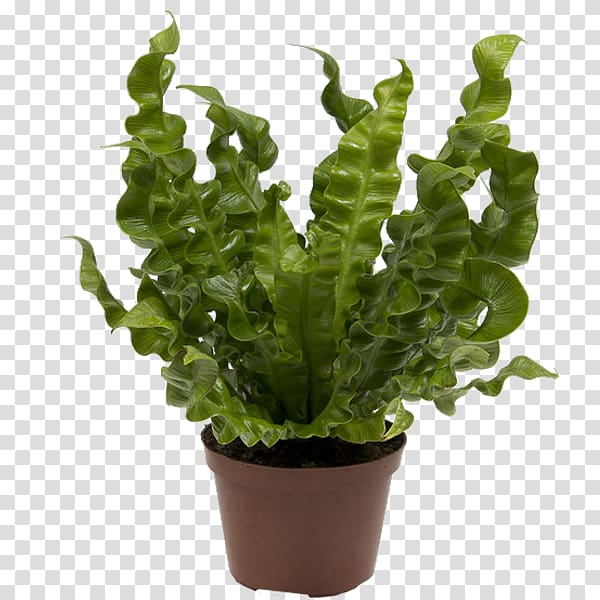 Asplenium antiquum Asplenium nidus Houseplant Vascular plant, plant transparent background PNG clipart