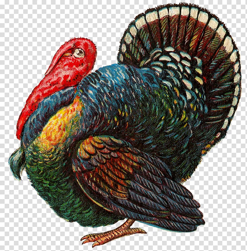 Thanksgiving Turkey meat Vintage clothing , turkey bird transparent background PNG clipart