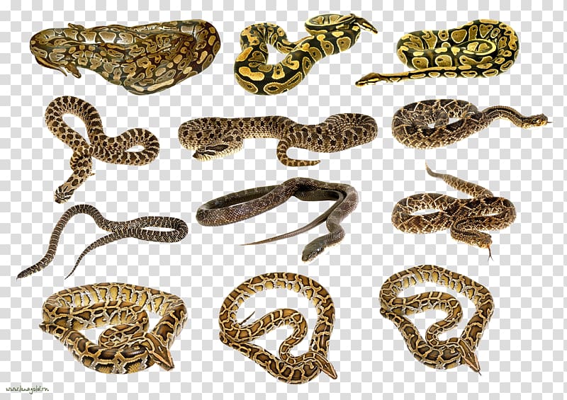 Snakes Rattlesnake, Snake free transparent background PNG clipart