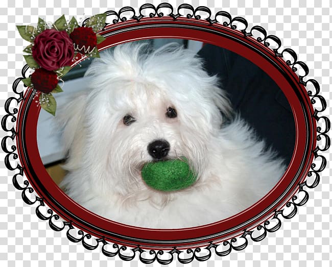 Maltese dog Havanese dog Coton de Tulear Schnoodle West Highland White Terrier, puppy transparent background PNG clipart