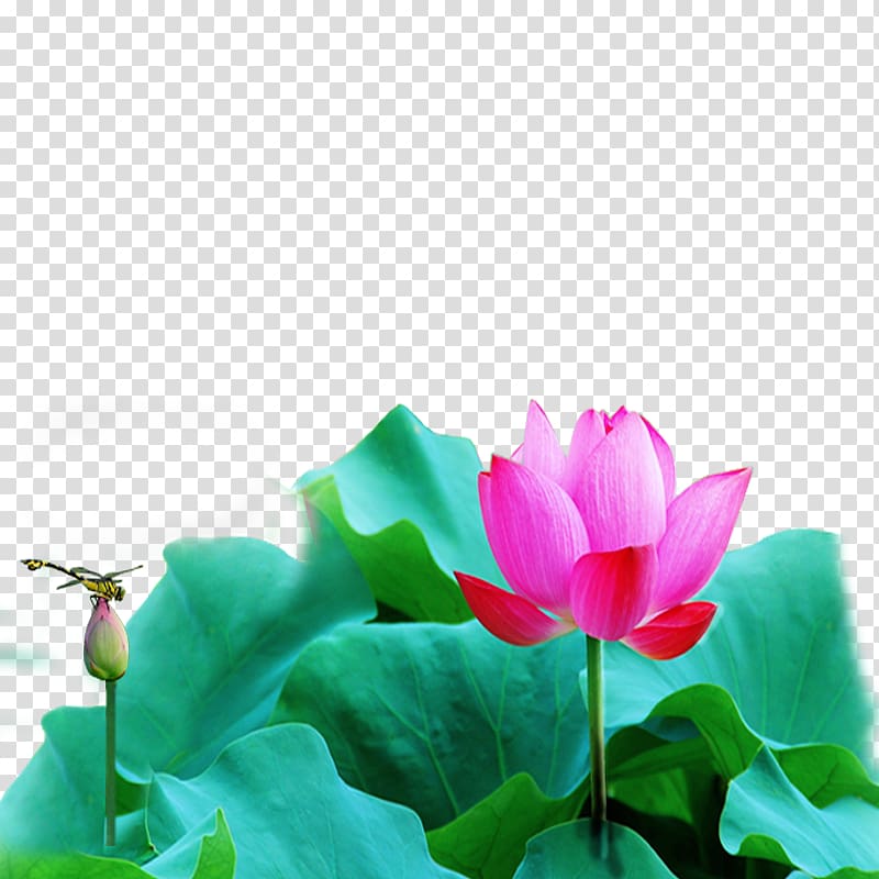 Nelumbo nucifera Leaf, Lotus lotus leaf Free buckle material transparent background PNG clipart