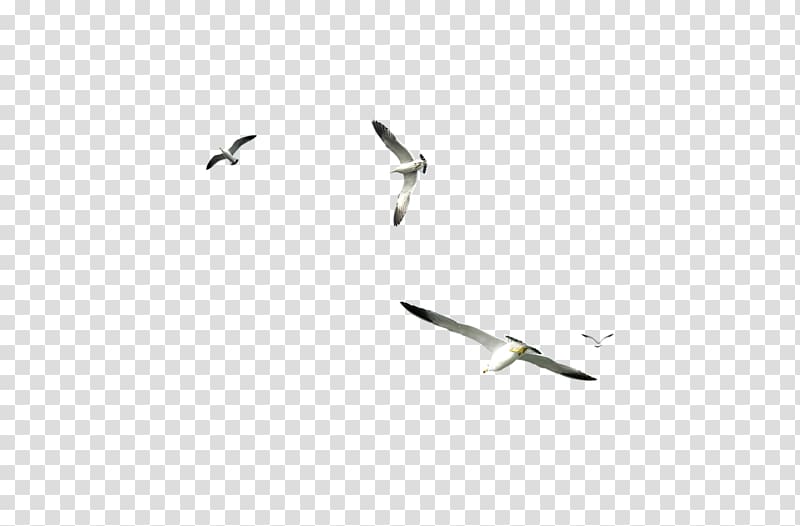 Water bird Bird migration Seabird Scape, Bird transparent background PNG clipart