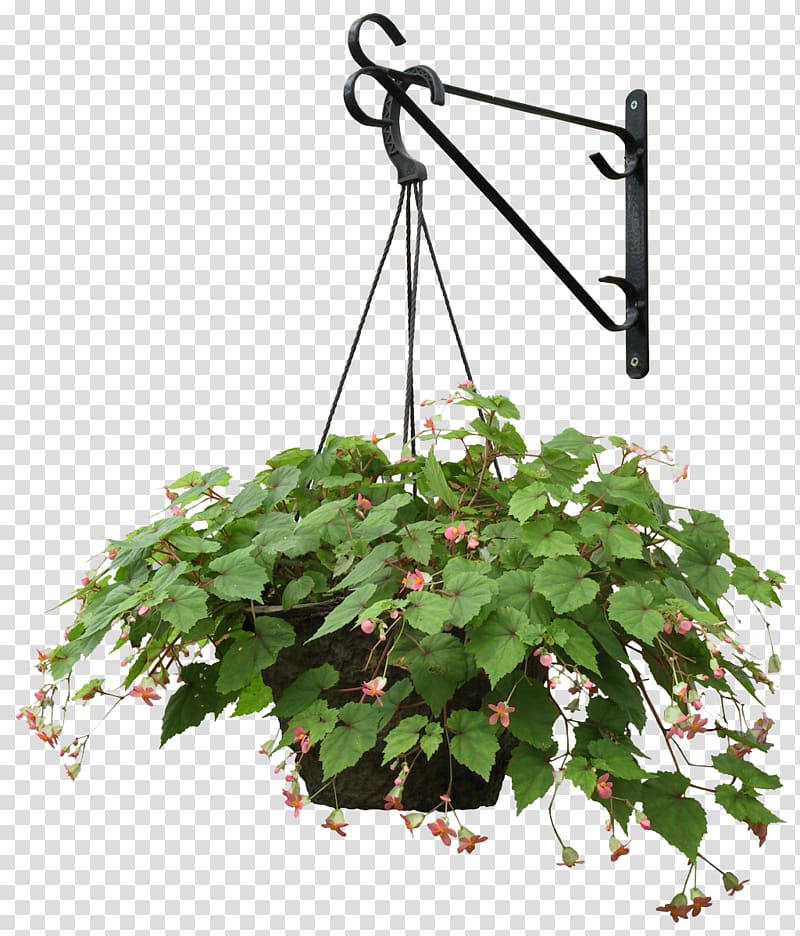 green leafed vine plant on pot hanging on stand, Plant Flower Landscape architecture, Hanging plants transparent background PNG clipart