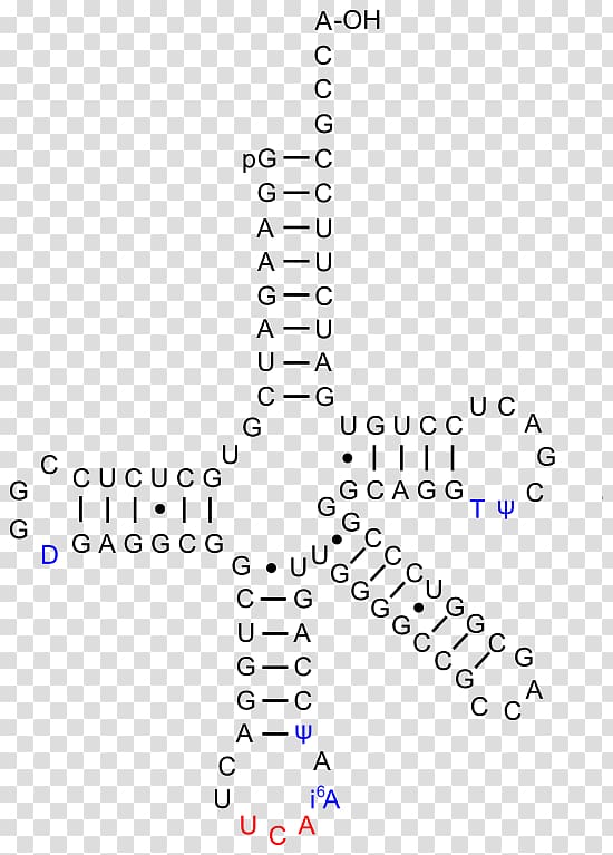 Transfer RNA Biomolecule Nucleoside Cytidine, e. coli transparent background PNG clipart