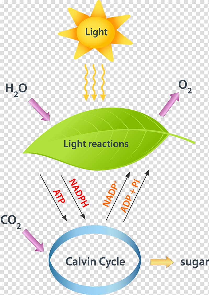 Light-dependent reactions Light-independent reactions synthesis Calvin cycle, light transparent background PNG clipart
