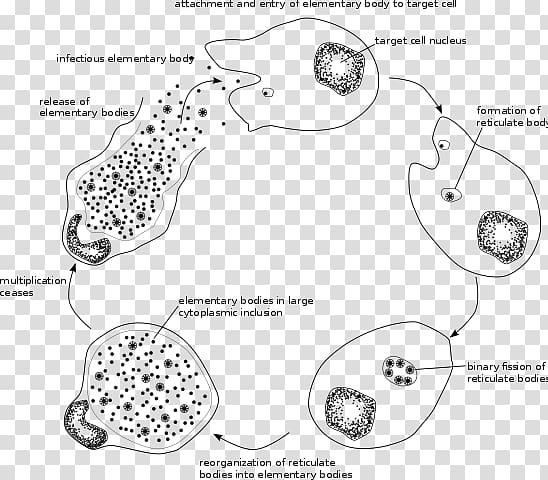 Chlamydophila pneumoniae Chlamydiae Chlamydia trachomatis Chlamydia infection Chlamydia psittaci, Viral Life Cycle transparent background PNG clipart