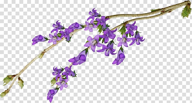 Cut flowers Violet Purple Mauve, flower transparent background PNG clipart