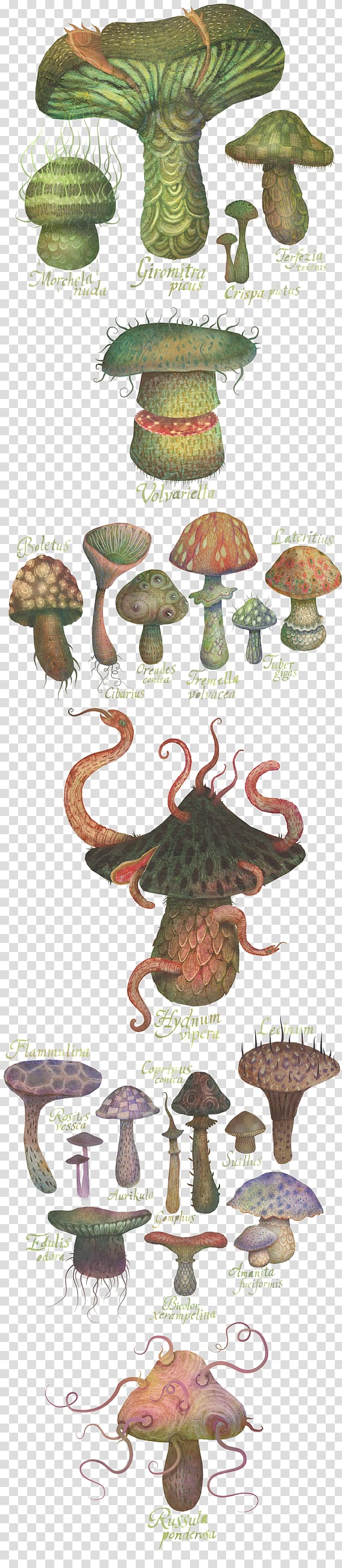 The Fungus Kingdom Mushroom Illustration Drawing, mushroom transparent background PNG clipart