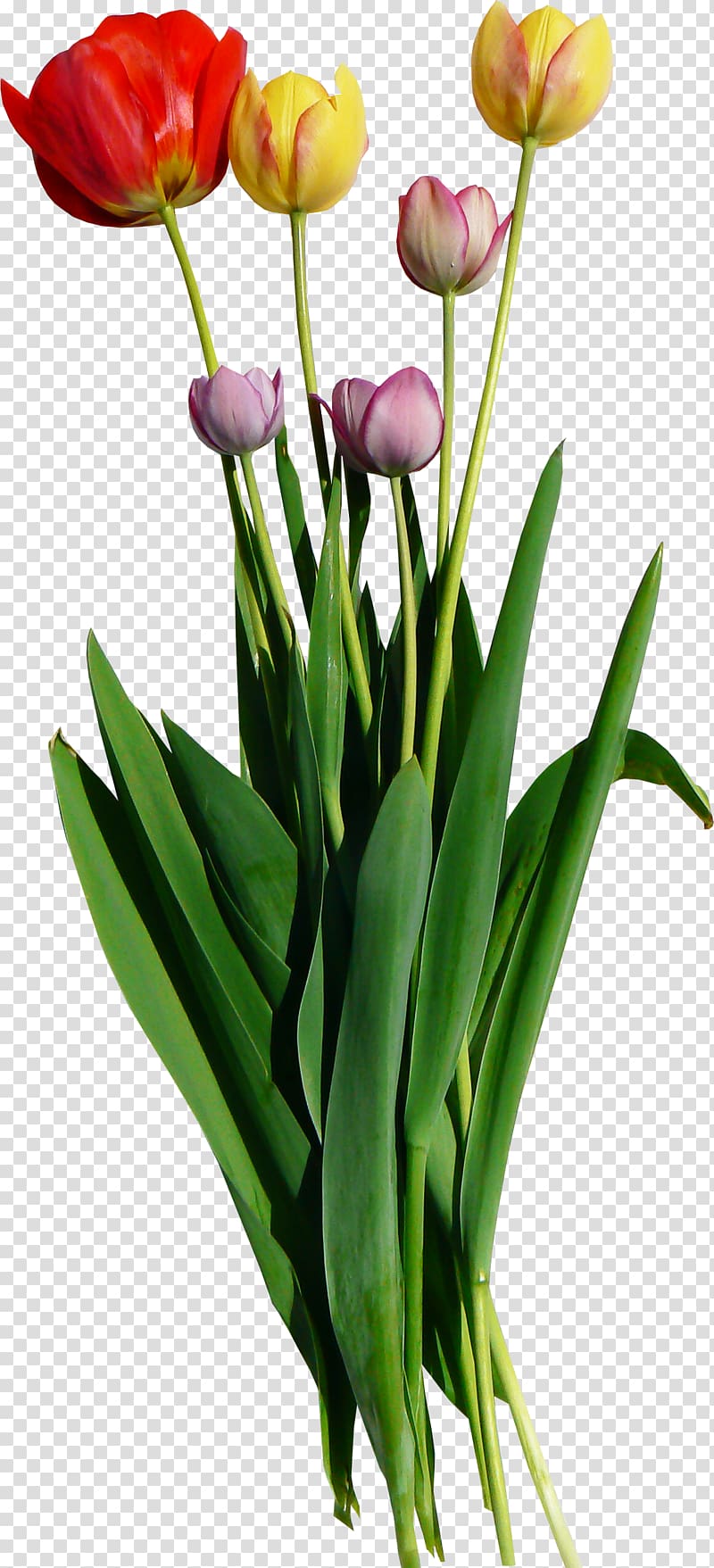 Cut flowers Tulip mania, tulip transparent background PNG clipart