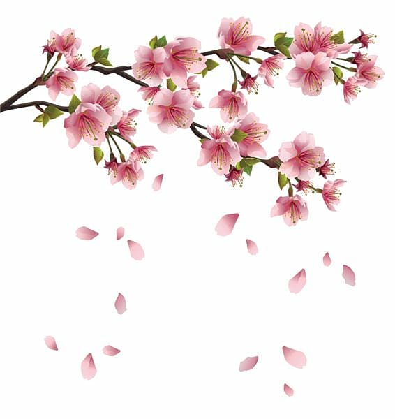 pink petal falling, Cherry blossom Flower , Blossom Petals Sakura transparent background PNG clipart