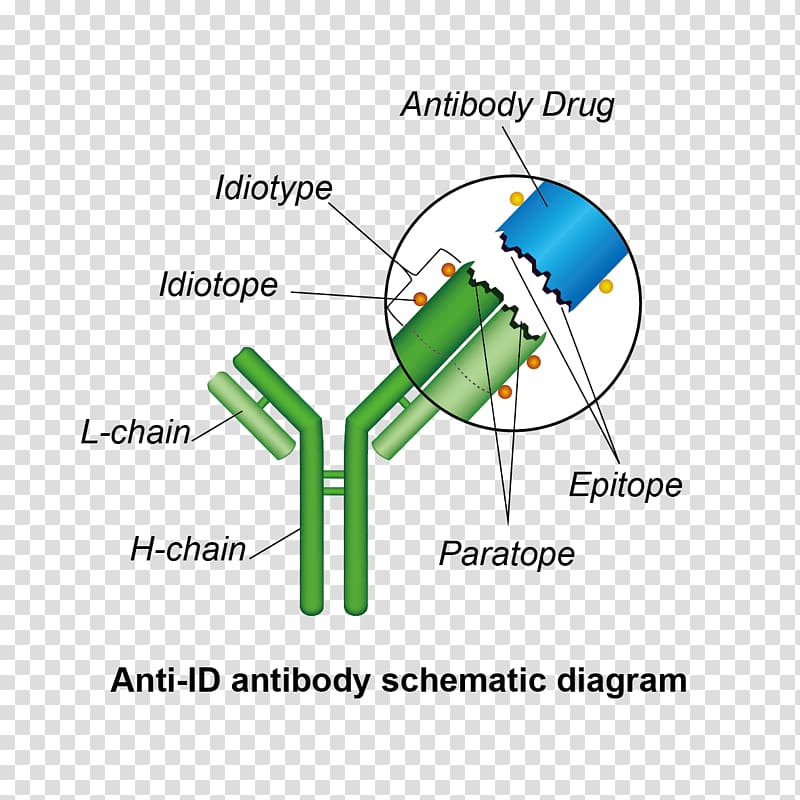 Idiotype Anti-idiotypic vaccine Idiotopes Antibody Immune system, Anti drug transparent background PNG clipart