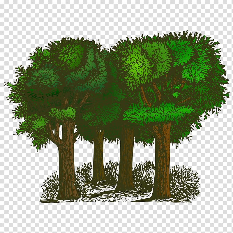 Tree Free content , Cedar Tree Drawing transparent background PNG clipart