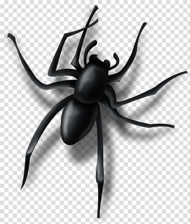 Spider Insect Pest Arachnid, LADY GAGA SPIDER transparent background PNG clipart