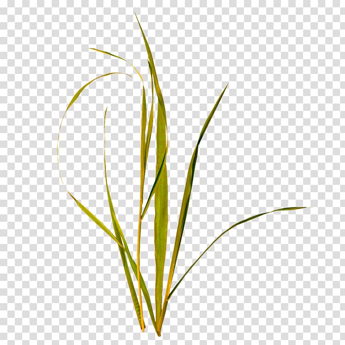 Grass transparent background PNG clipart