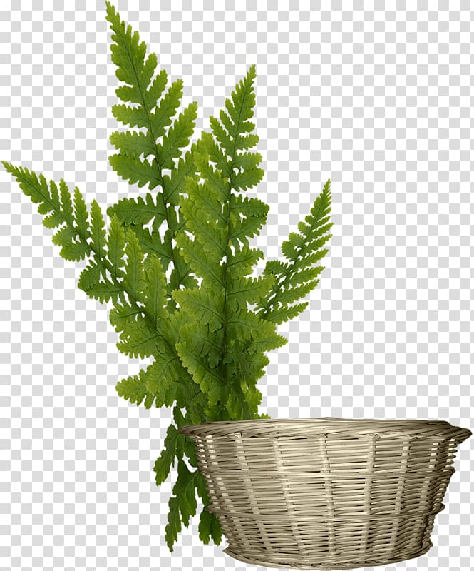 Basketball Bamboe, Baskets bamboo basket transparent background PNG clipart