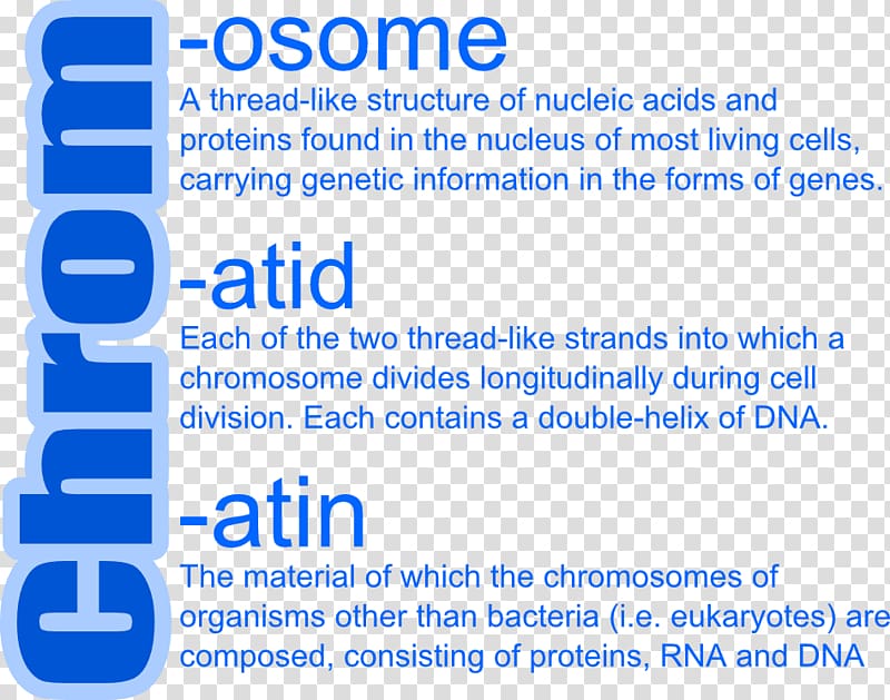 Chromatid Dominance Allele Chromosome Chromatin, others transparent background PNG clipart