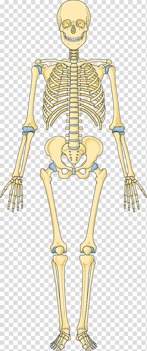 Bone Human skeleton Hip Vertebral column, Skeleton transparent background PNG clipart