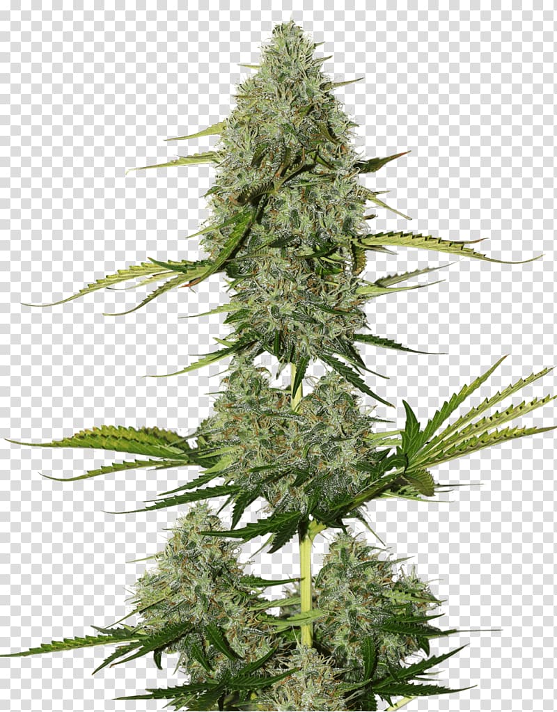 kush plant graphic, Seed Skunk Cannabis sativa Kush, cannabis transparent background PNG clipart