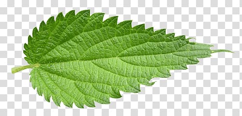 green leaf, Nettle Leaf transparent background PNG clipart
