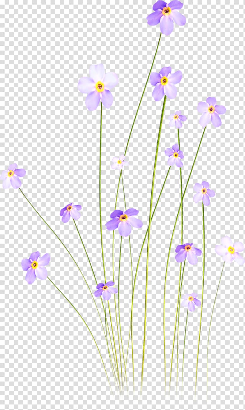 Cut flowers Tulip , Z transparent background PNG clipart