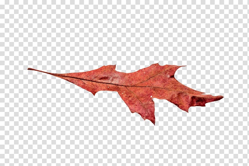red leaf, Autumn Broad Leaf transparent background PNG clipart