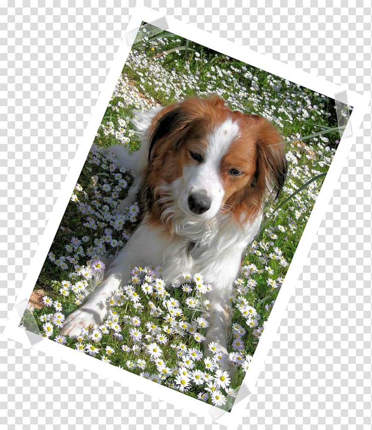 Kooikerhondje Australian Shepherd Puppy Dog breed Companion dog, puppy transparent background PNG clipart
