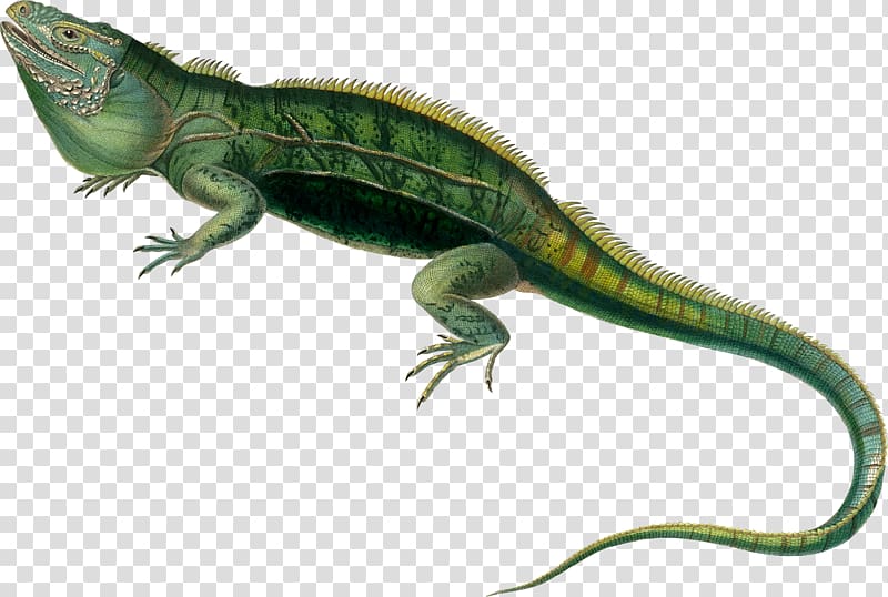 Agamas Lacertids Lizard Reptile Green iguana, lizard transparent background PNG clipart