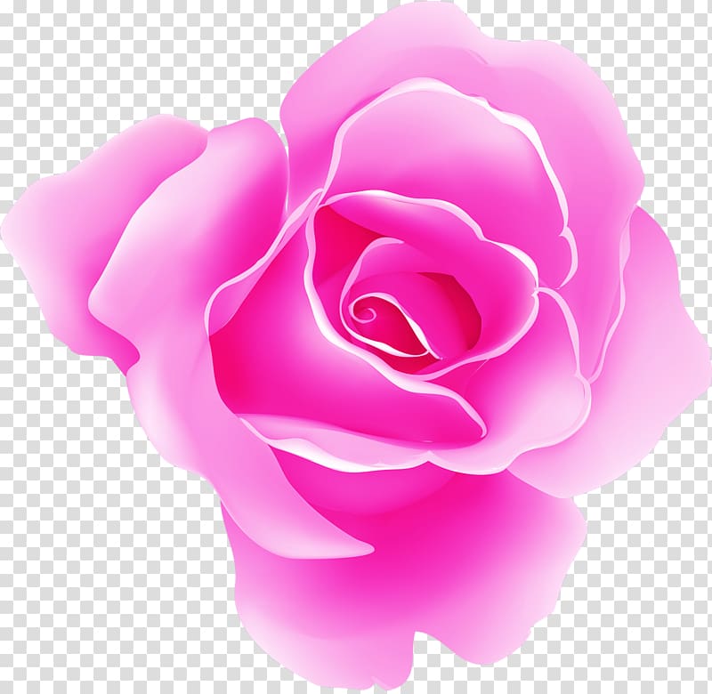Garden roses Pink Cabbage rose Beach rose, others transparent background PNG clipart