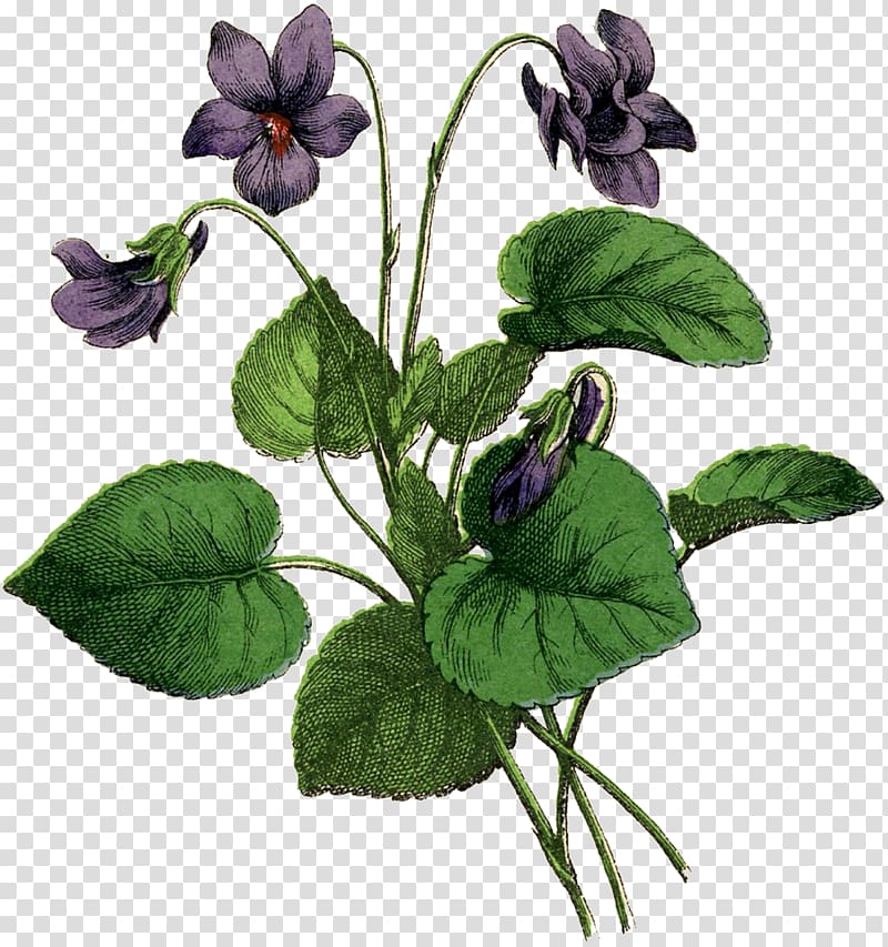 African violets Drawing Botanical illustration, vintage fairy transparent background PNG clipart