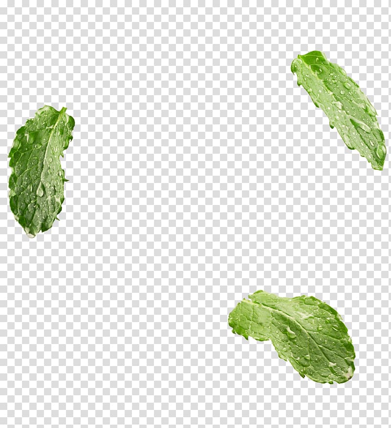 three green leaves with water dew illustration, Leaf vegetable Herb, Mint transparent background PNG clipart