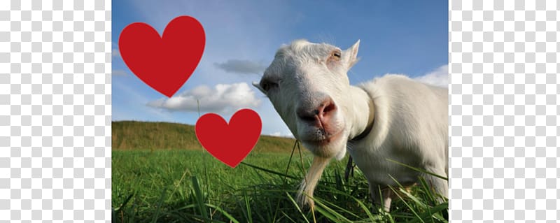 Saanen goat Goat milk Romanov sheep Sheep milk, 14th February transparent background PNG clipart