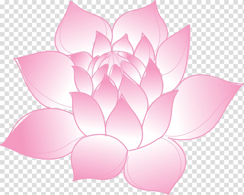 Nelumbo nucifera, Lotus transparent background PNG clipart