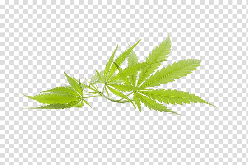 three cannabis leaves, Cannabis Marijuana Leaf, Cannabis leaves transparent background PNG clipart