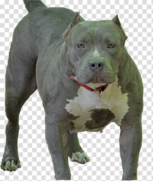 American Pit Bull Terrier American Staffordshire Terrier Dog breed, pitbull Dog transparent background PNG clipart