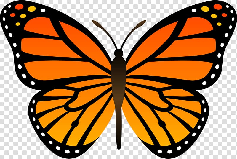 Butterfly Cartoon , Orange Butterfly Butterflies transparent background PNG clipart