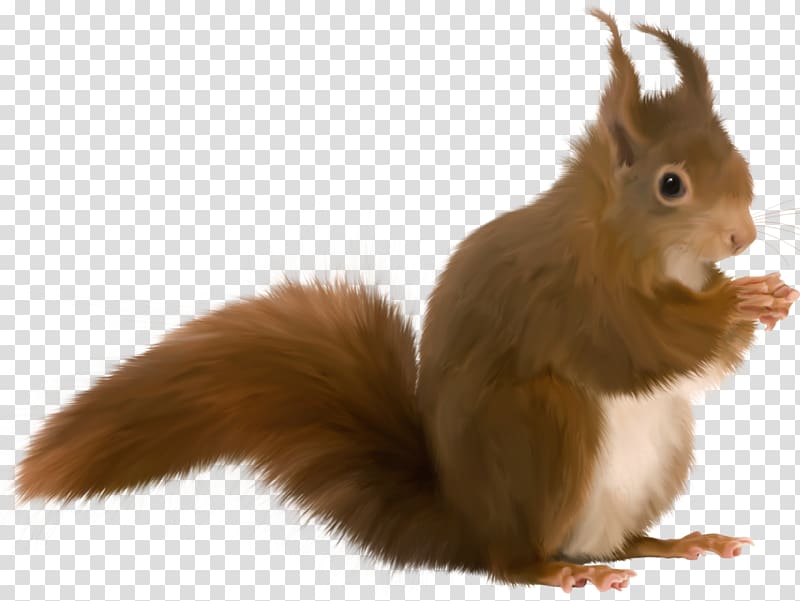 Tree squirrel Animation Rodent, boar transparent background PNG clipart