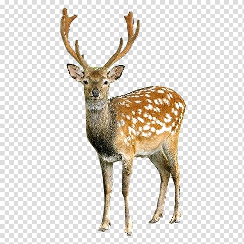 Deer Portable Network Graphics Open, deer transparent background PNG clipart