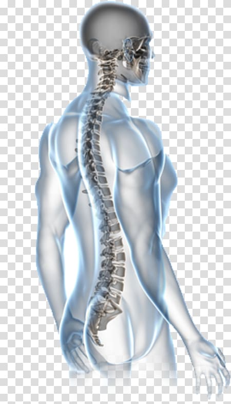 human spinal cord illsutration, Back pain Surgery Human back Vertebral column Chiropractic, health transparent background PNG clipart