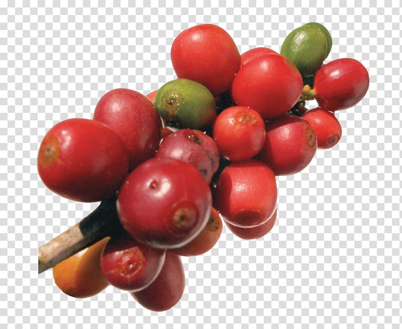 Kona coffee Red beans and rice Cafe Lingonberry, Coffee transparent background PNG clipart