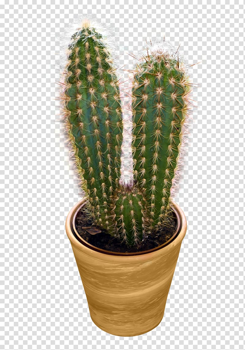 Cactaceae , Cactus transparent background PNG clipart