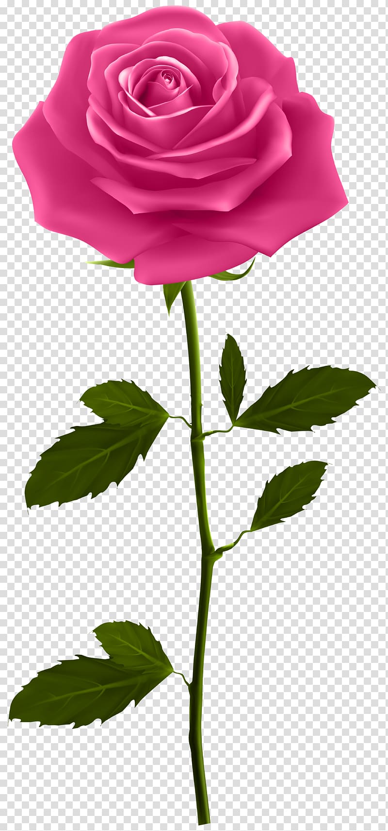 Flower Stems PNG Transparent Images Free Download