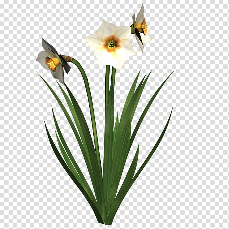 Daffodil I Wandered Lonely as a Cloud , Free High Resolution transparent background PNG clipart