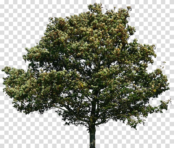 Portable Network Graphics Tree Quercus suber , tree transparent background PNG clipart