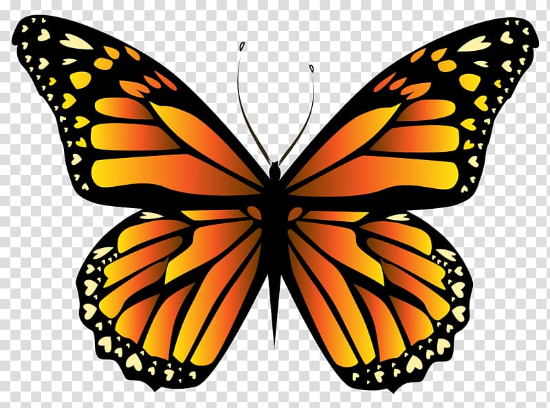 orange and black butterfly illustration, Monarch butterfly Insect Orange , Orange Butterfly Clipar transparent background PNG clipart