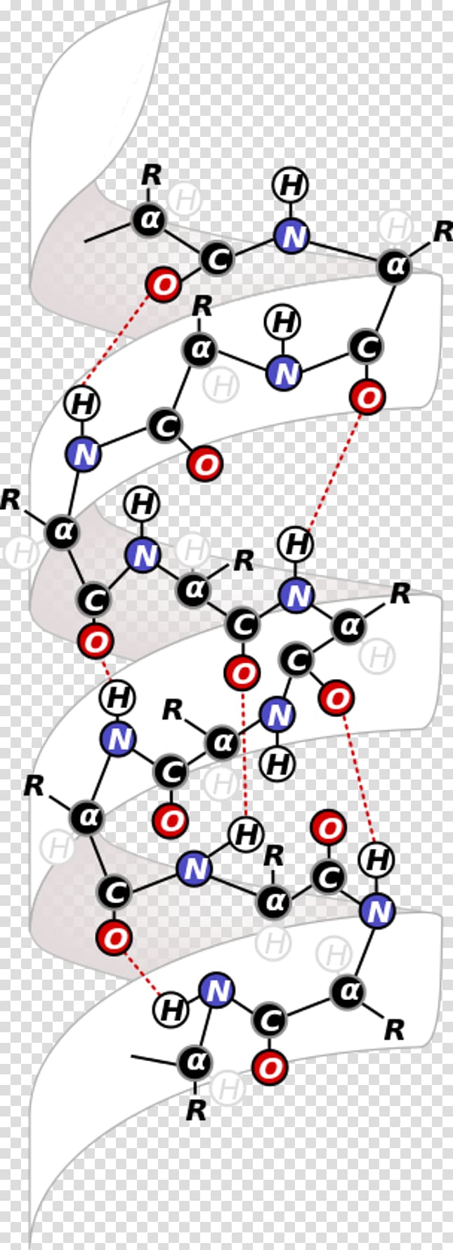 Ribbon diagram Alpha helix Intramolecular force Top7, Antihelix transparent background PNG clipart