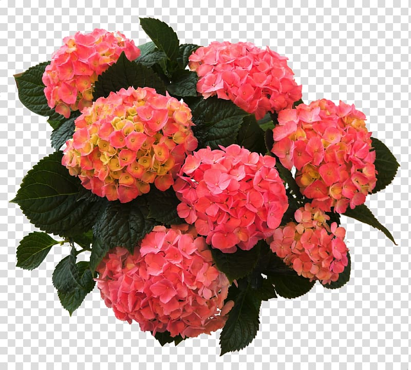 French hydrangea Plants Flower Shrub, hortensie transparent background PNG clipart