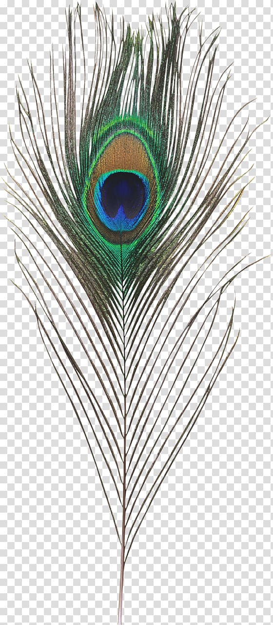 Feather Plume de Paon Peafowl , Peafowl transparent background PNG clipart