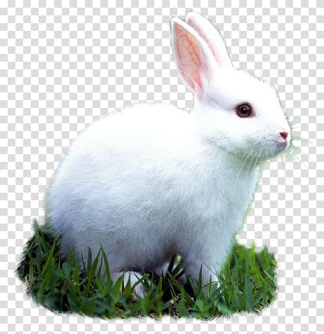 Domestic rabbit Pet Animal European rabbit, rabbit transparent background PNG clipart