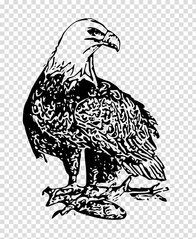 Bald Eagle Drawing , Cartoon Bald Eagle transparent background PNG clipart